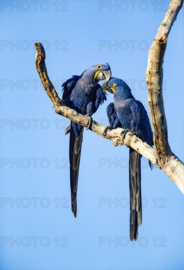 Hyacinth Macaw (Anodorhynchus hyacinthinus) Pantanal Brazil