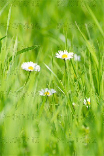 Several flowers of daisies (Bellis perennis), also known as perennial daisy, perennial daisy, perennial daisy, perennial daisy, white and yellow on a sunny day on a green meadow in the grass, spring, spring, summer, Allertal, Lower Saxony, Germany, Europe