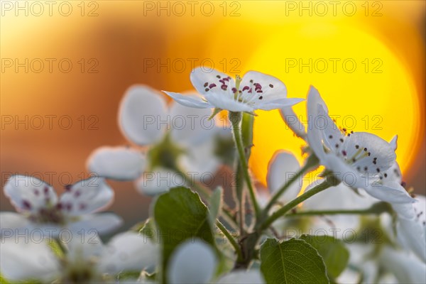 Blossom before sunrise, pear tree (Pyrus), pome fruit tree (Pyrinae), meadow orchard, spring, Langgassen, Pfullendorf, Linzgau, Baden-Wuerttemberg, Germany, Europe