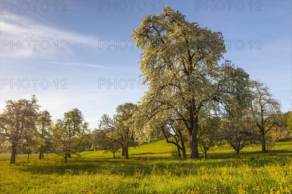 Pear tree blossom (Pyrus), pome fruit family (Pyrinae), meadow orchard, spring, Ulzhausen, Pfrunger-Burgweiler Ried, Baden-Wuerttemberg, Germany, Europe