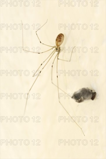 Long-legged cellar spider (Pholcus phalangioides) with prey, North Rhine-Westphalia, Germany, Europe