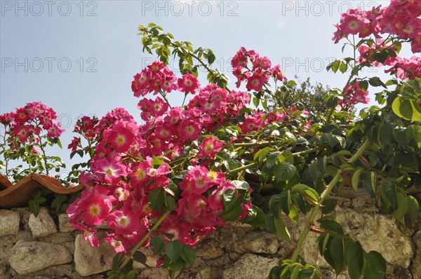 Roses on a wall in Talmon sur Gironde