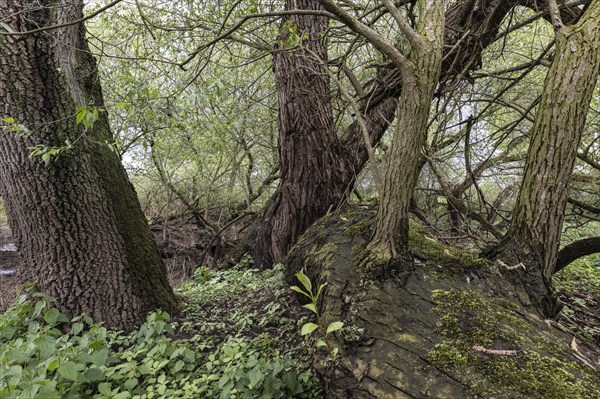 Old willows (Salix alba) in the quarry forest, Emsland, Lower Saxony, Germany, Europe