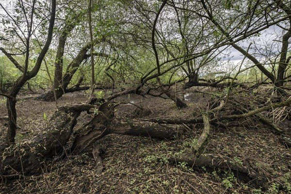 Old willows (Salix alba) in the quarry forest, Emsland, Lower Saxony, Germany, Europe