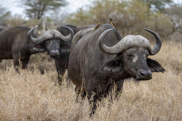 African buffalo (Syncerus caffer caffer) with yellowbill oxpecker (Buphagus africanus), group in dry grass, Kruger National Park, South Africa, Africa