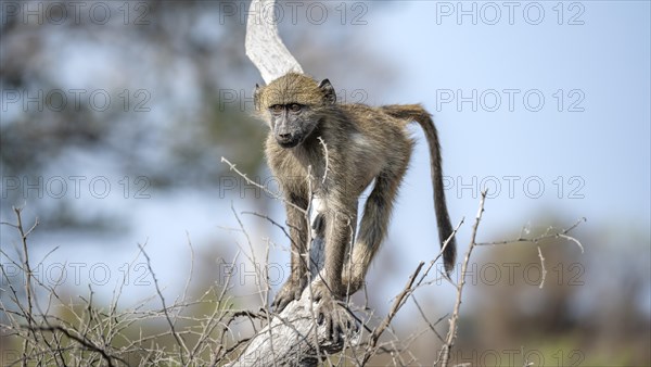 Chacma baboon (Papio ursinus), young running on a branch, Kruger National Park, South Africa, Africa