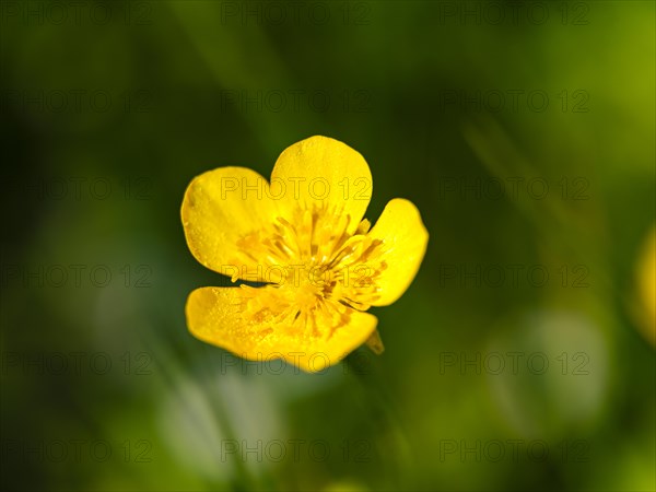 Sitfast (Ranunculus repens), Piding, Berchtesgadener Land, Bavaria, Germany, Europe