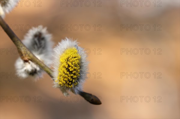 Flowering goat willow (Salix caprea), flower catkins with pollen on a branch, close-up, North Rhine-Westphalia, Germany, Europe