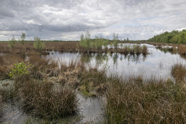 Moorland landscape with sprouting birch trees (Betula pendula), Emsland, Lower Saxony, Germany, Europe