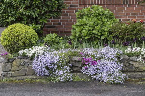 Front garden with creeping phlox (Phlox subulata), periwinkle (Iberis sempervirens) and dwarf iris (Iris barbata Nana) in a dry stone wall, Emsland, Lower Saxony, Germany, Europe