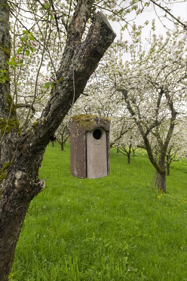 Nesting box for songbirds, meadow orchard, flowering apple trees, Baden, Wuerttemberg, Germany, Europe