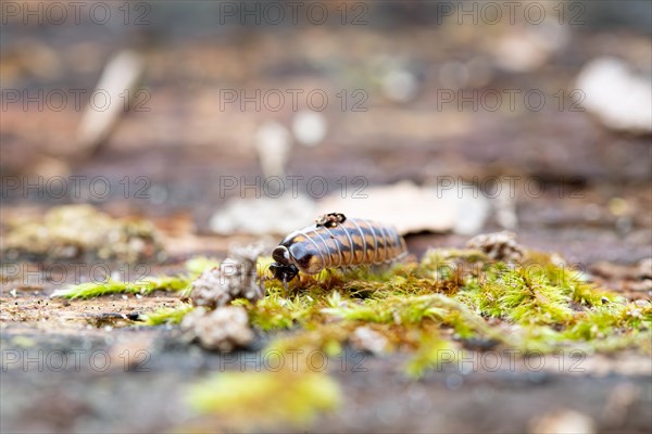 Western six-striped sapsucker (Glomeris intermedia), crawling over moss in the Reinhardswald, Sababurg primeval forest nature reserve, Hesse, Germany, Europe