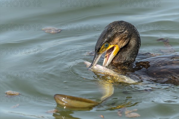 A large eel tries to escape from a large great cormorant (Phalacrocorax carbo)