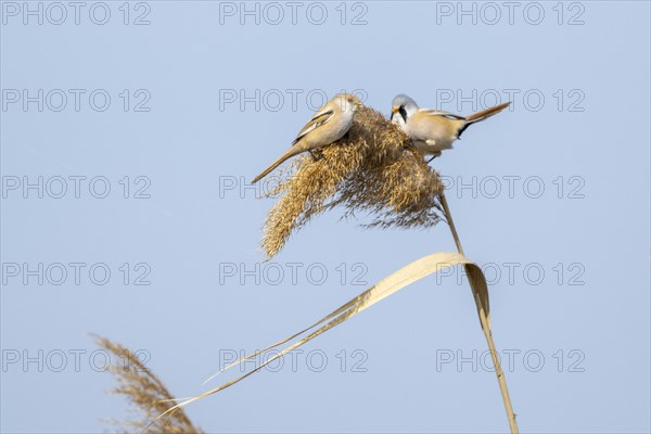 Bearded reedlings (Panurus biarmicus), sitting in the reeds, Neusiedler See-Seewinkel National Park, Burgenland, Austria, Europe