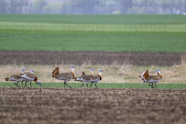 Several great bustards (Otis tarda) in a field, cockerels, Lower Austria, Austria, Europe