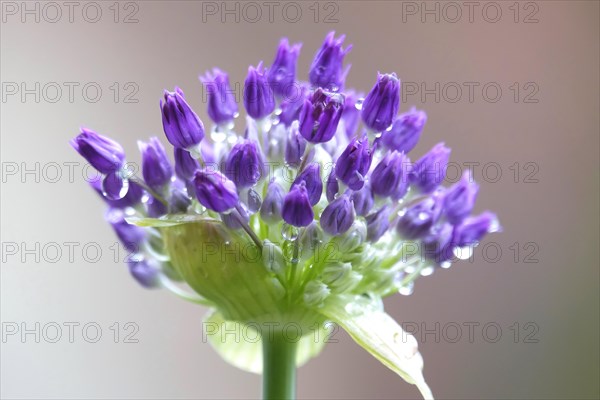 Ornamental leek (Alium), water droplets, spring, Germany, Europe