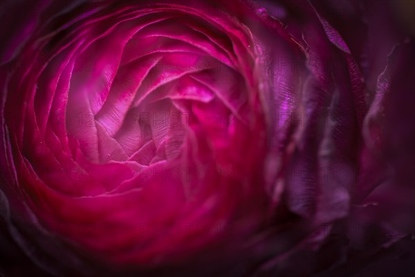 Petals, red persian buttercup (Ranunculus asiaticus), flowering, Germany, Europe