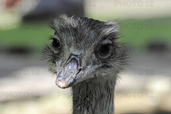 Emu (Dromaius novaehollandiae), in the zoo, Bavaria, portrait of an emu, captive, with sharp gaze and detailed plumage, zoo, Bavaria, Germany, Europe