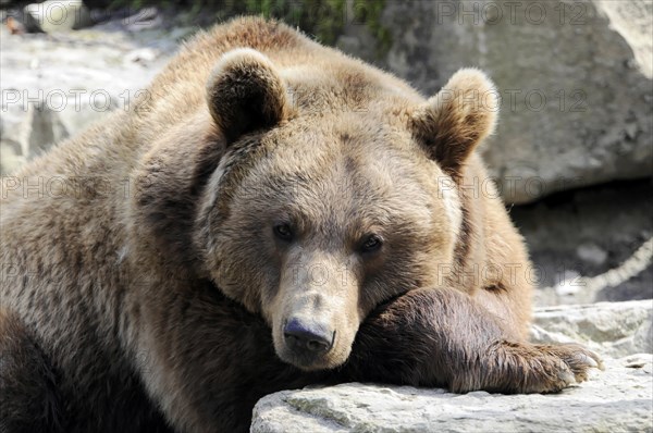 European brown bear (Ursus arctos) captive, A brown bear rests on a rock and looks into the distance, Tierpark, Baden-Wuerttemberg, Germany, Europe
