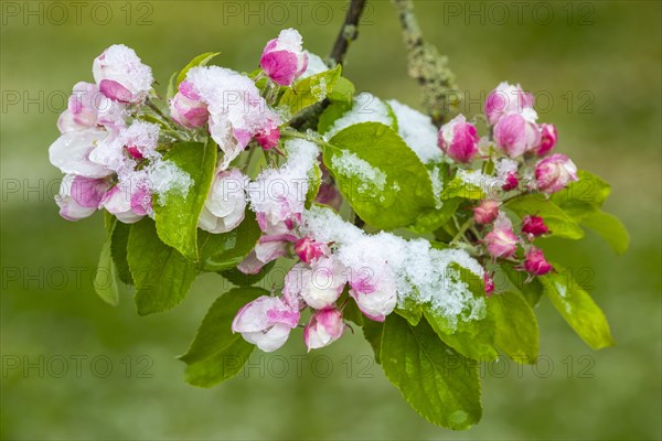 Apple blossom with snow, apple tree (Malus), pome fruit tree (Pyrinae), meadow orchard, spring, Goeggingen, Krauchenwies, Upper Danube nature park Park, Baden-Wuerttemberg, Germany, Europe