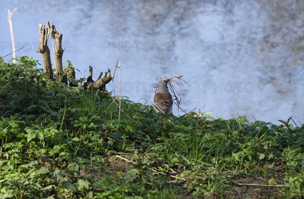 Thrush with nesting material on the banks of the Danube, Bavaria, Germany, Europe