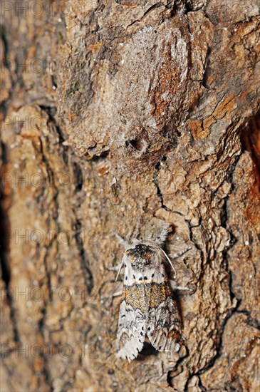 Sallow kitten moth (Furcula furcula), freshly hatched butterfly and cocoon, North Rhine-Westphalia, Germany, Europe