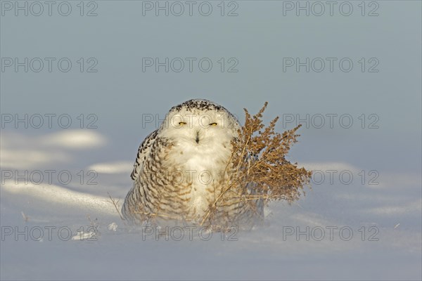 Snowy owl (bubo scandiacus), female resting on a snow-coverd meadow. Province of Quebec, Canada, AI generated, North America
