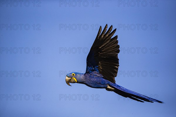 Hyacinth Macaw (Anodorhynchus hyacinthinus) Pantanal Brazil