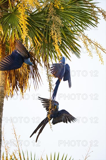 Hyacinth Macaw (Anodorhynchus hyacinthinus) Pantanal Brazil