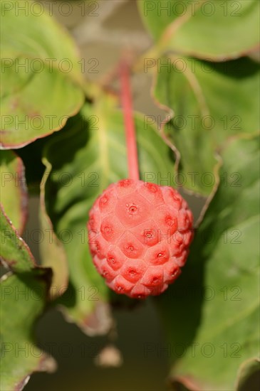 Japanese flowering dogwood (Cornus kousa), fruit, native to Asia, ornamental plant, North Rhine-Westphalia, Germany, Europe