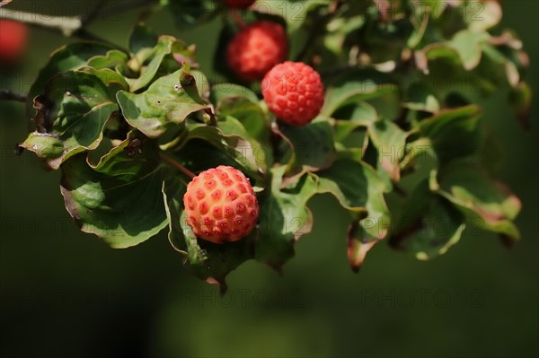 Japanese flowering dogwood (Cornus kousa), fruit, native to Asia, ornamental plant, North Rhine-Westphalia, Germany, Europe