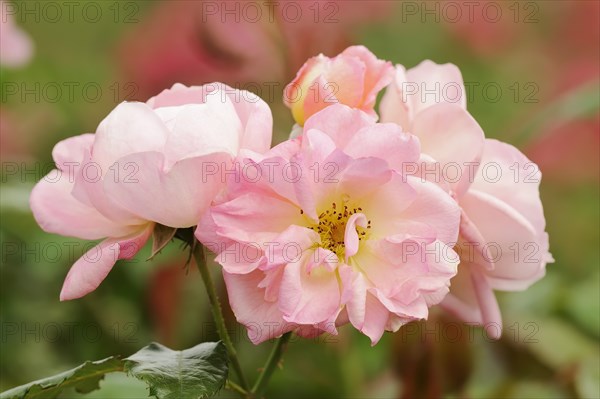 Garden rose or rose 'Nymphenburg' (Rosa hybrida), flowers, ornamental plant, North Rhine-Westphalia, Germany, Europe