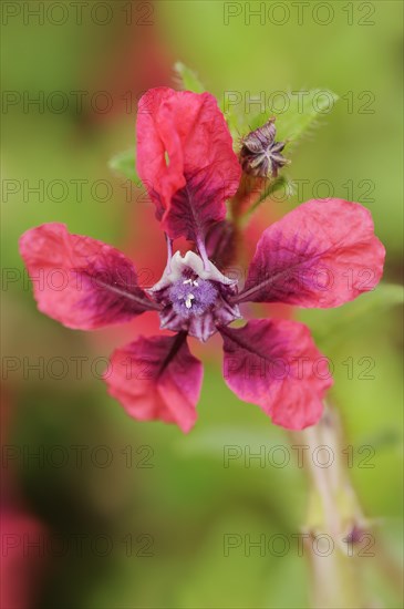 Cuphea 'Vienco Burgundy' (Cuphea llavea), flower, ornamental plant, North Rhine-Westphalia, Germany, Europe