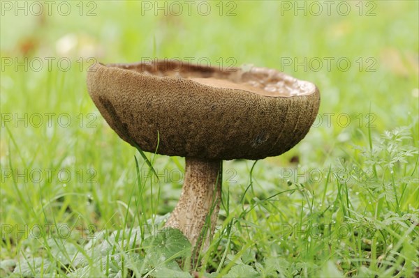 Common birch mushroom or birch bolete (Leccinum scabrum, Boletus scaber), North Rhine-Westphalia, Germany, Europe