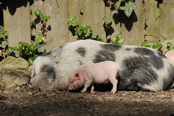 Goettingen minipig (Sus scrofa f. domestica), sow and piglet, North Rhine-Westphalia, Germany, Europe