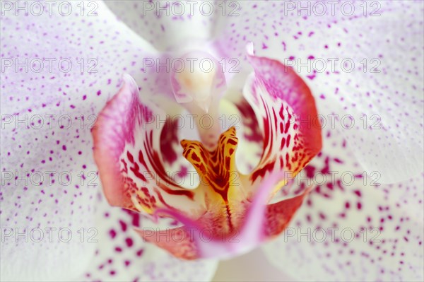 Butterfly orchid (Phalaenopsis), detail of the flower, houseplant, North Rhine-Westphalia, Germany, Europe