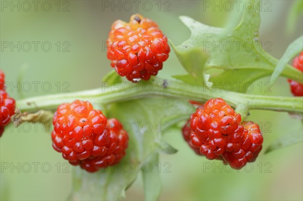 Strawberry spinach (Chenopodium foliosum, Blitum virgatum), fruit, vegetable and ornamental plant, North Rhine-Westphalia, Germany, Europe