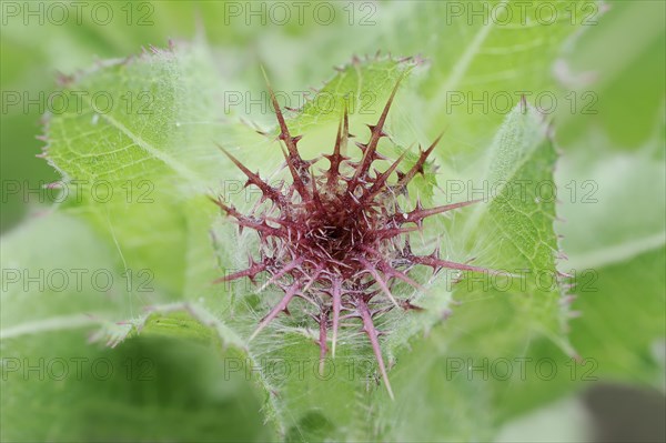 Benedict's weed (Centaurea benedicta, Cnicus benedictus), flower bud, medicinal plant, North Rhine-Westphalia, Germany, Europe