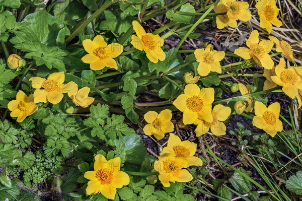 Yellow anemones (Anemone ranunculoides), Allgaeu, Swabia, Bavaria, Germany, Europe