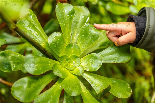 A child touching a plant in the Laurisilva forest of Los tilos de Moya in Doramas, Gran Canaria