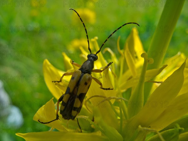 Yellow gentian, Gentiana lutea, large poplar ram, Saperda carcharias, Ursental, Tuttlingen, Baden-Wuerttemberg, Germany, Europe