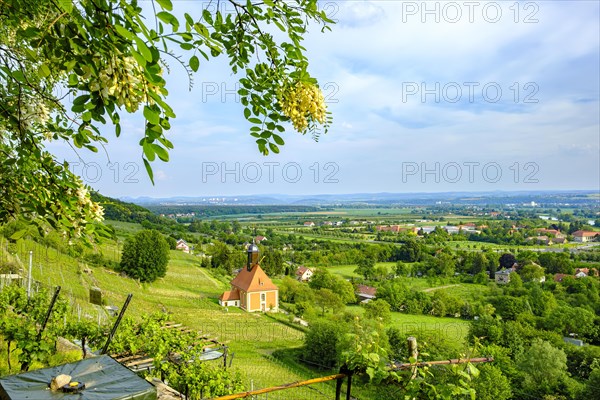 Vineyard landscape and vineyard church on Leitenweg in Pillnitz, Dresden, Saxony, Germany, Europe