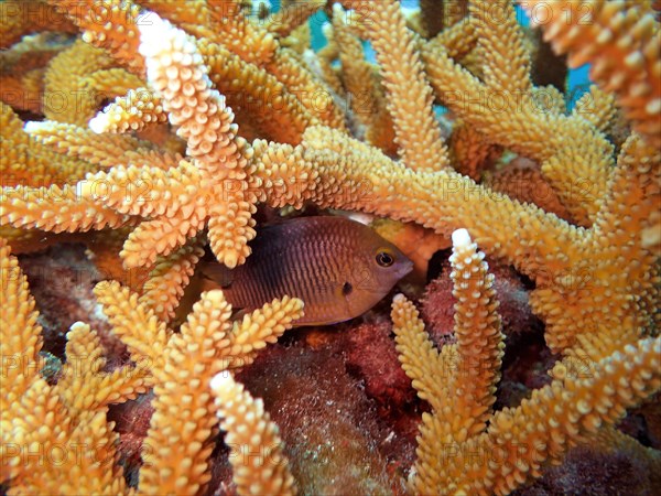 A damselfish seeks shelter in a staghorn coral (Acropora cervicornis), dive site John Pennekamp Coral Reef State Park, Key Largo, Florida Keys, Florida, USA, North America