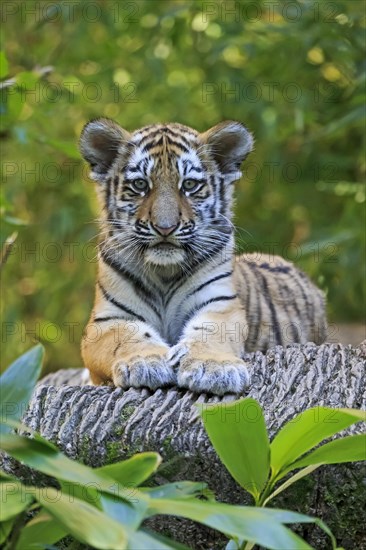 A resting tiger young lies on a tree trunk and looks into the camera, Siberian tiger, Amur tiger, (Phantera tigris altaica), cubs