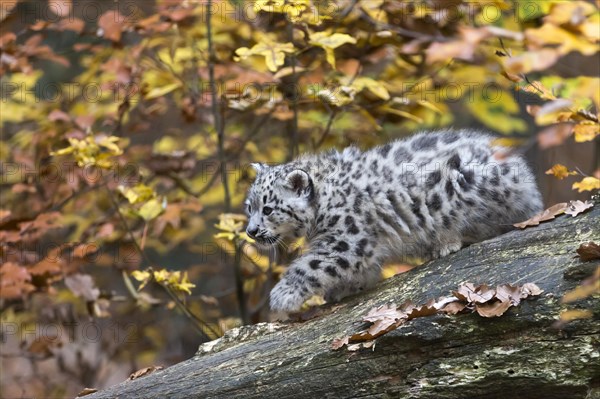 A snow leopard balancing on a tree trunk, surrounded by autumnal yellow tones, snow leopard, (Uncia uncia), young