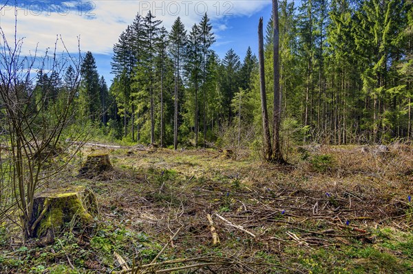 Spruce forest, pole forest with clear cut, Kemptner Wald, Allgaeu, Swabia, Bavaria, Germany, Europe