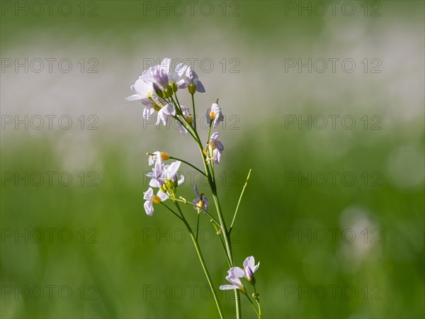 Cuckoo flower (Cardamine pratensis), Leoben, Styria, Austria, Europe