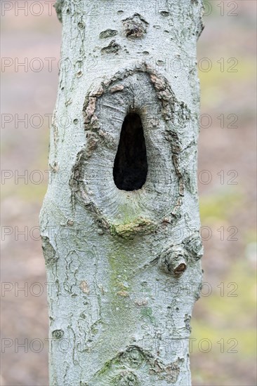 Deadwood structure Cave in deciduous forest, small cave on thin trunk, important habitat for insects and birds, North Rhine-Westphalia, Germany, Europe