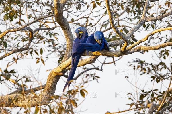 Hyacinth Macaw (Anodorhynchus hyacinthinus) Pantanal Brazil