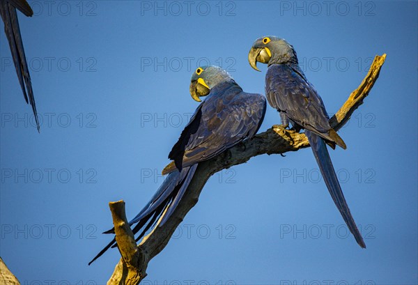 Hyacinth Macaw (Anodorhynchus hyacinthinus) Pantanal Brazil